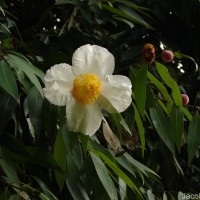 Mesua ferrea L.